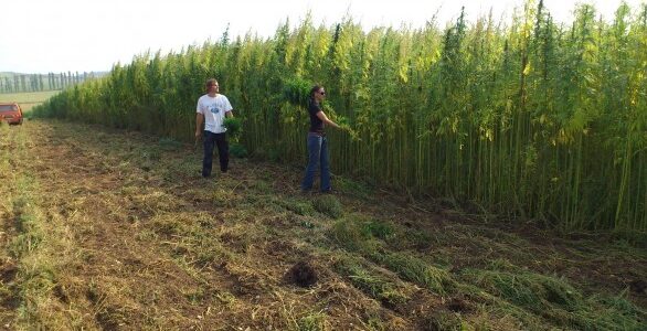 La Zes ionica strumento per la creazione di ecofiliere